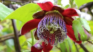 a close up of a flower